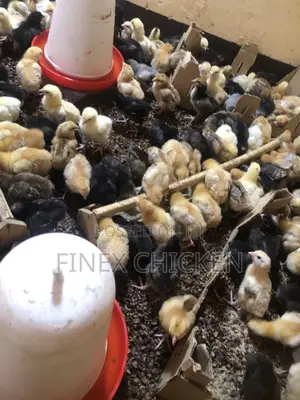 Kroilers One Day Old Fully Vaccinated