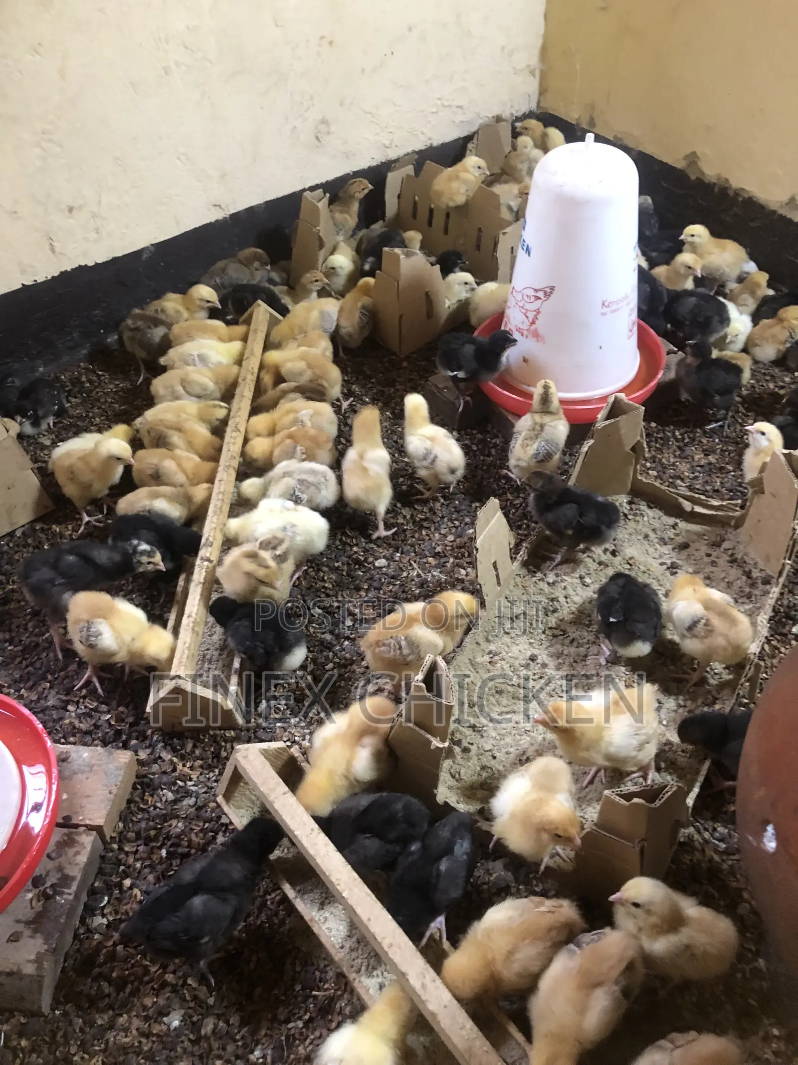 Kroilers One Day Old Fully Vaccinated