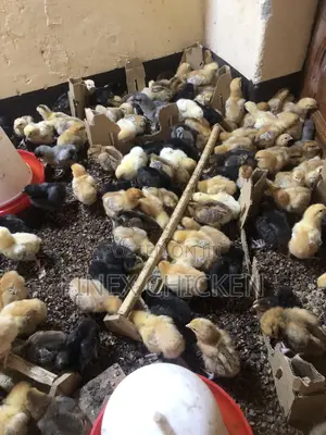 Kroilers One Day Old Fully Vaccinated