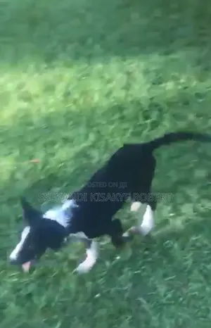 3-6 months Male Purebred Border Collie