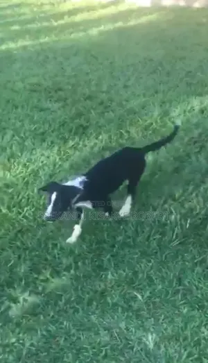 3-6 months Male Purebred Border Collie