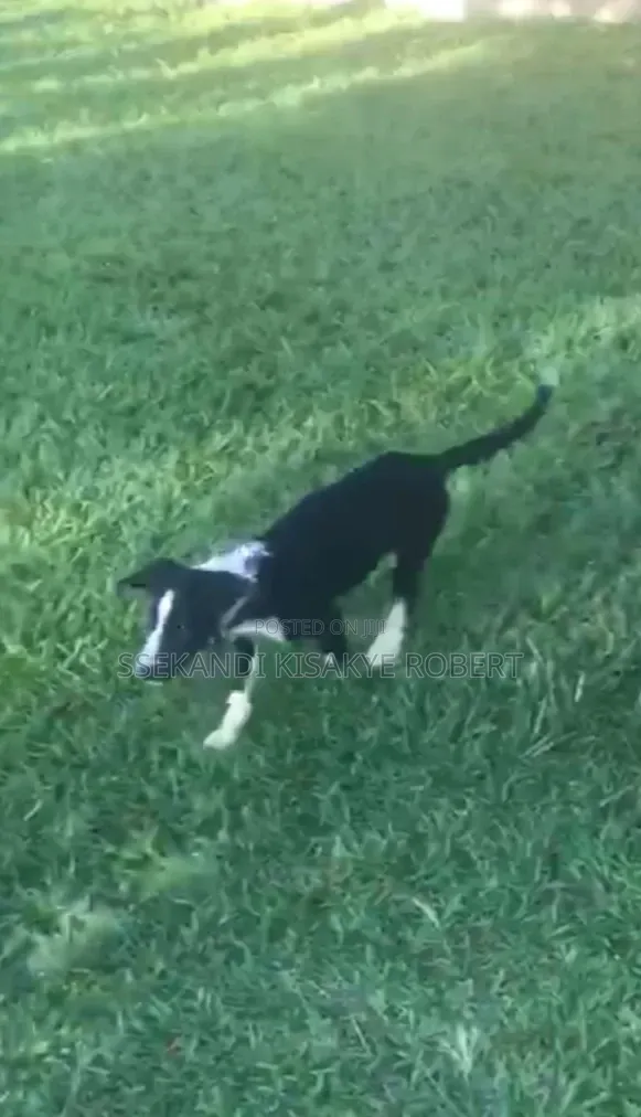 3-6 months Male Purebred Border Collie