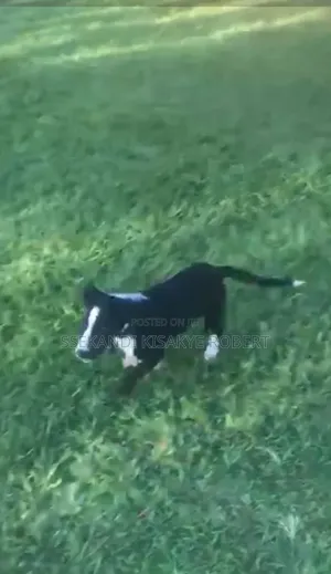3-6 months Male Purebred Border Collie