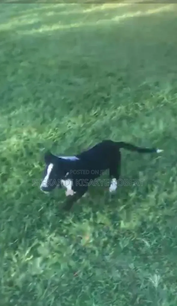 3-6 months Male Purebred Border Collie