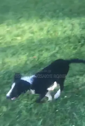 3-6 months Male Purebred Border Collie