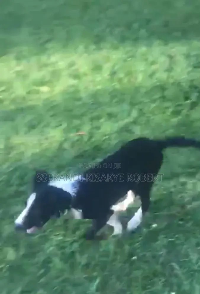 3-6 months Male Purebred Border Collie