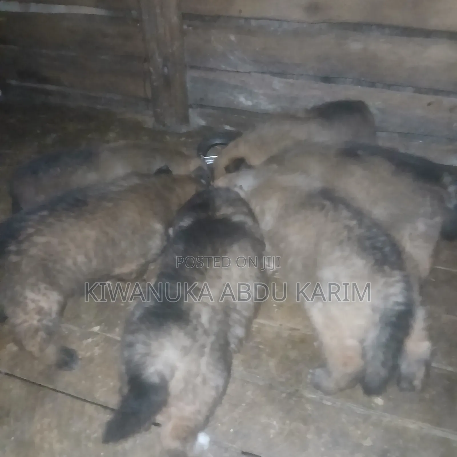0-1 month Male Purebred German Shepherd