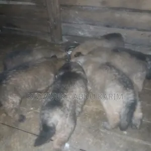 0-1 month Male Purebred German Shepherd