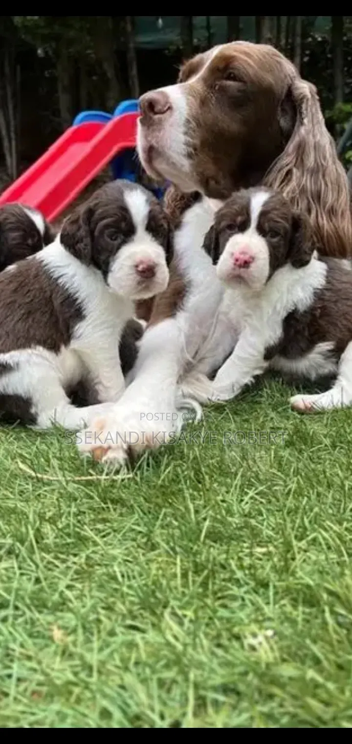 1-3 months Male Purebred English Springer Spaniel