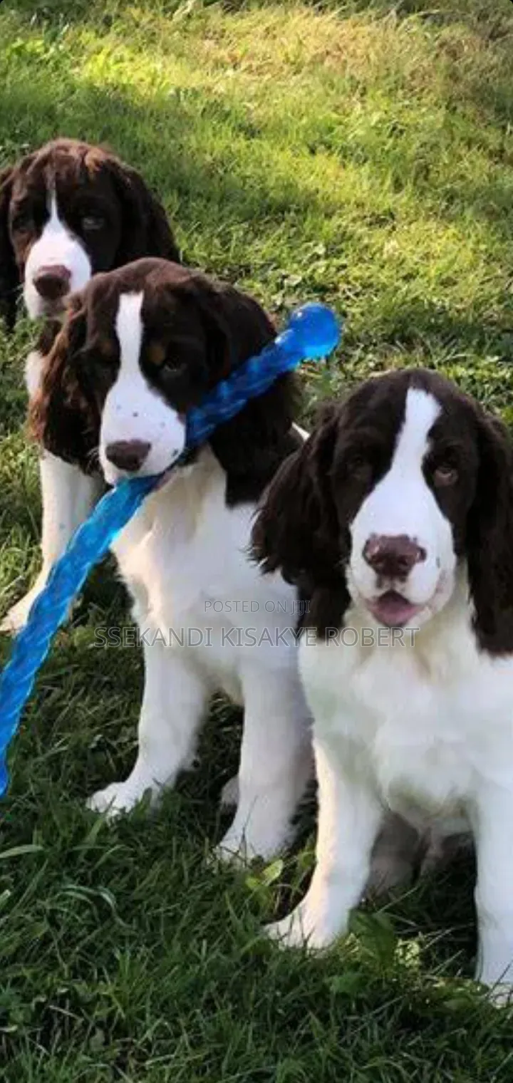 1-3 months Male Purebred English Springer Spaniel