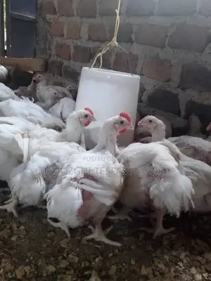Broiler Chicking