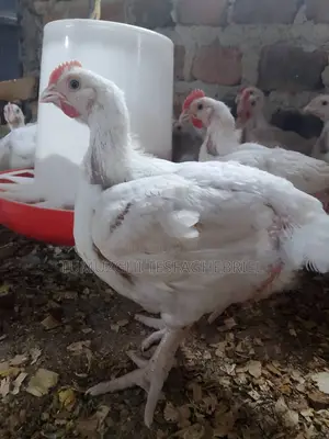 Broiler Chicking