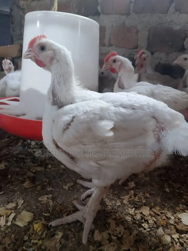 Broiler Chicking