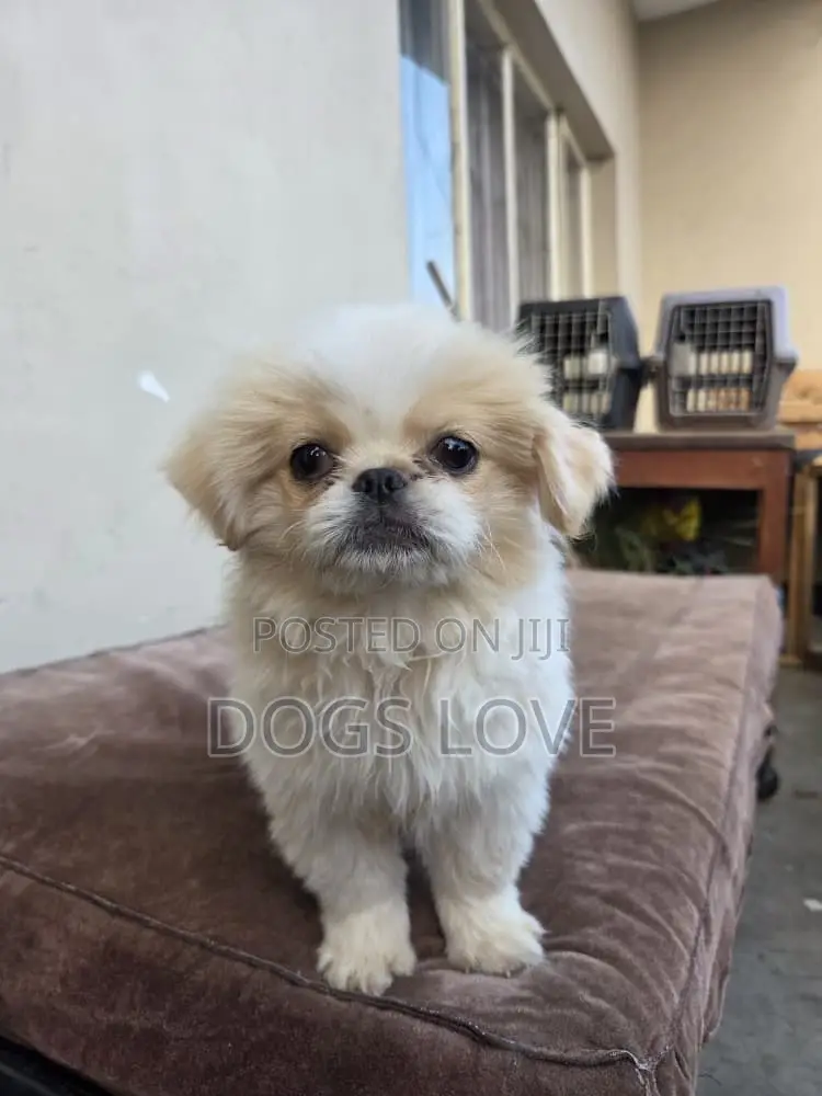 1-3 months Female Purebred Pekingese