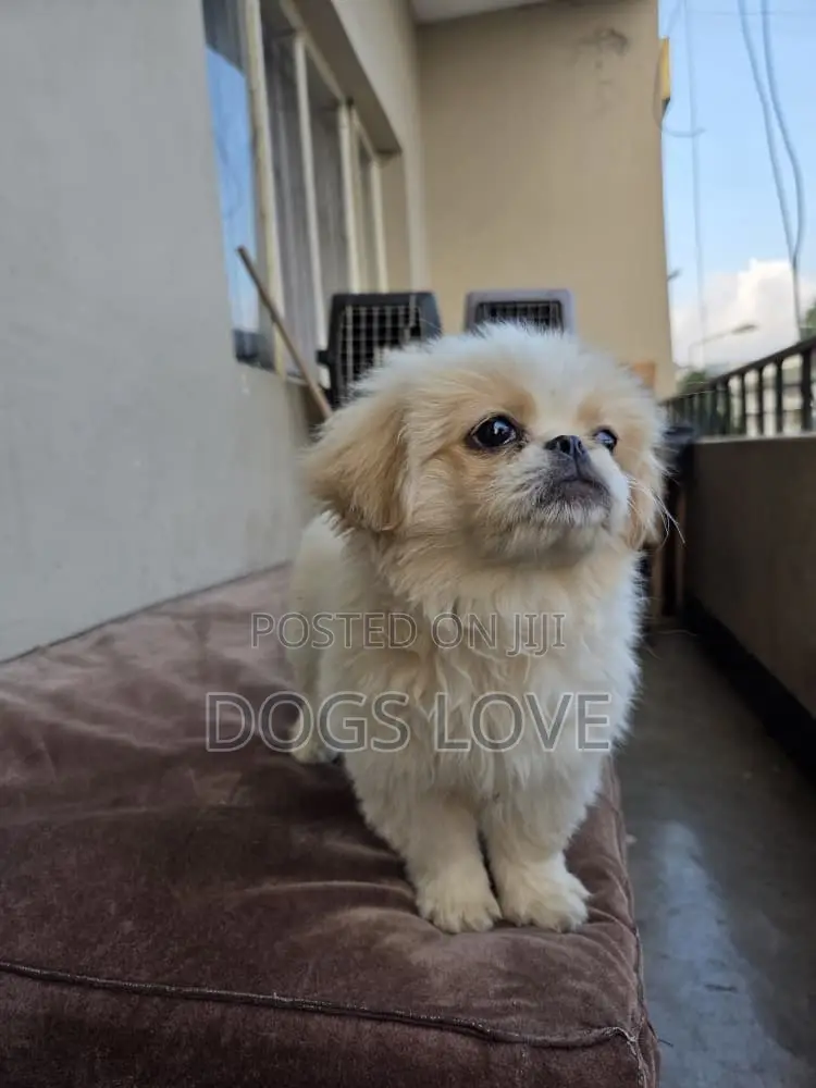 1-3 months Female Purebred Pekingese