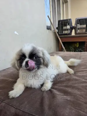 1-3 months Female Purebred Pekingese