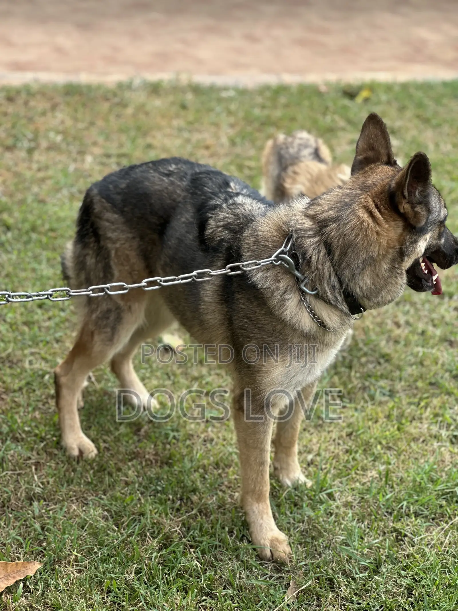 6-12 months Male Purebred German Shepherd