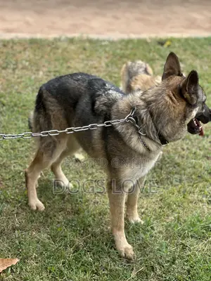 6-12 months Male Purebred German Shepherd