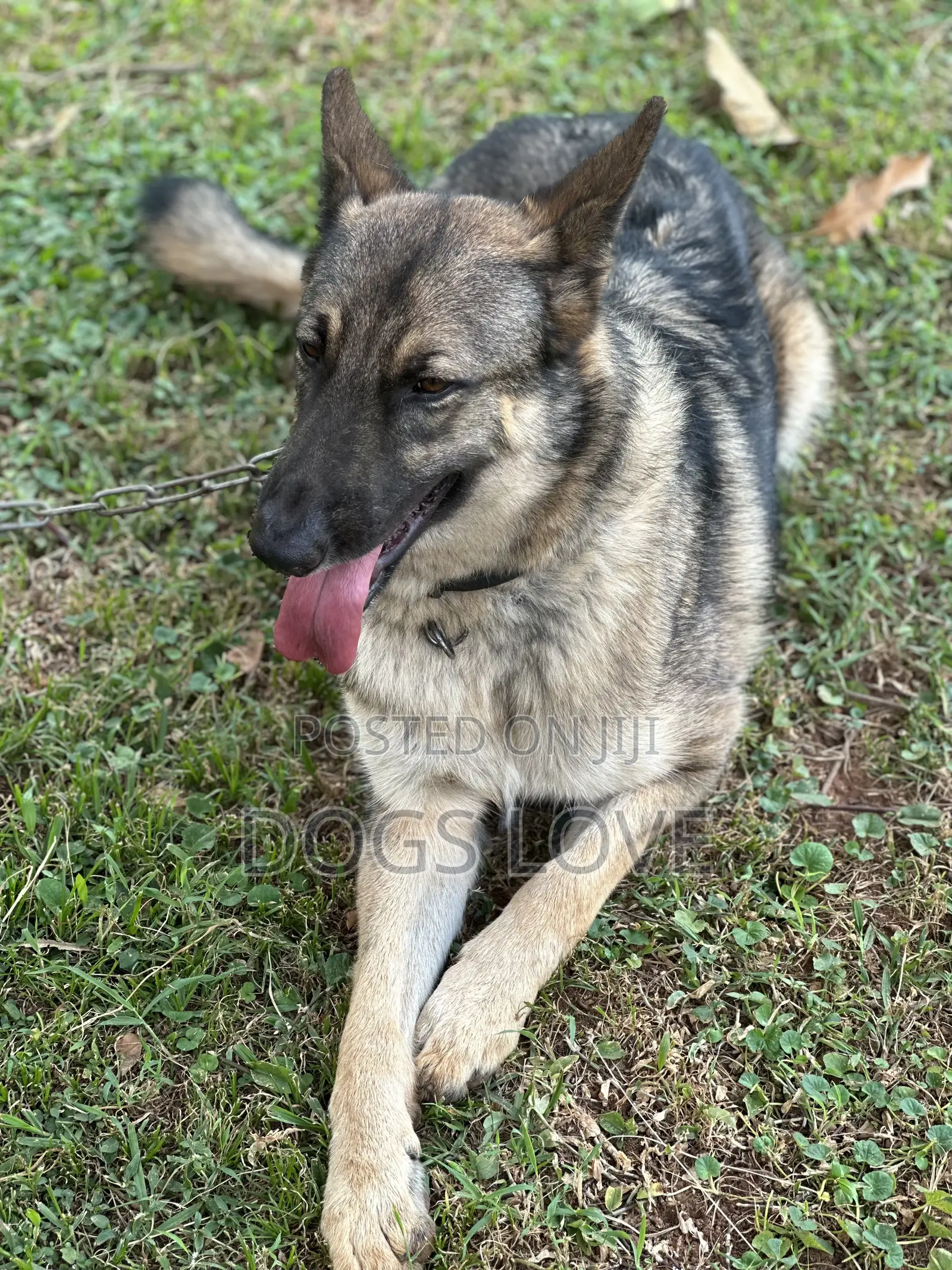 6-12 months Male Purebred German Shepherd