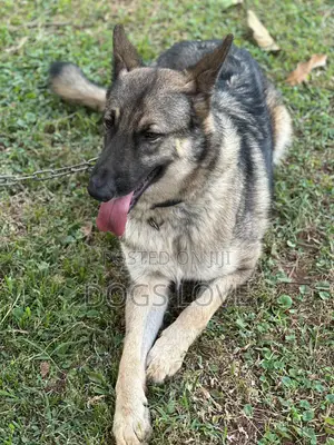 6-12 months Male Purebred German Shepherd