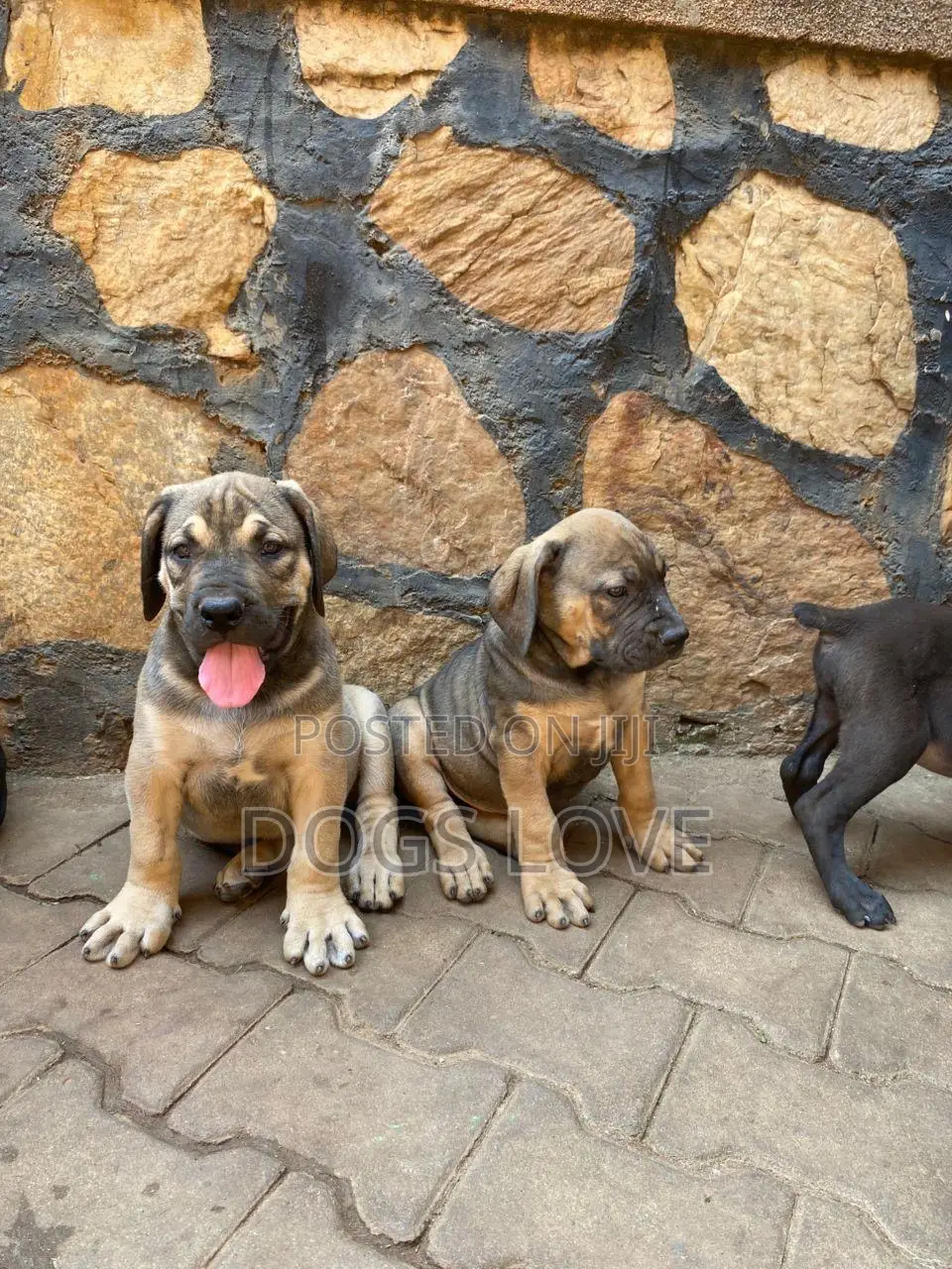 1-3 months Male Purebred Boerboel