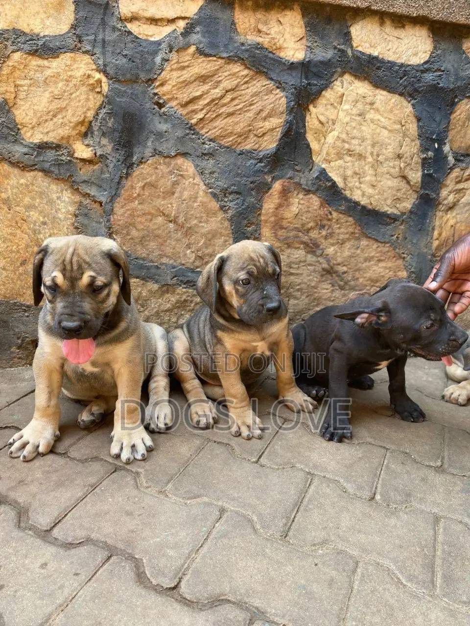 1-3 months Male Purebred Boerboel