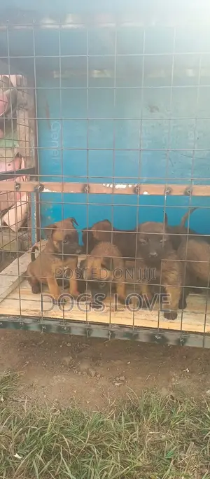 1-3 months Male Purebred Belgian Malinois