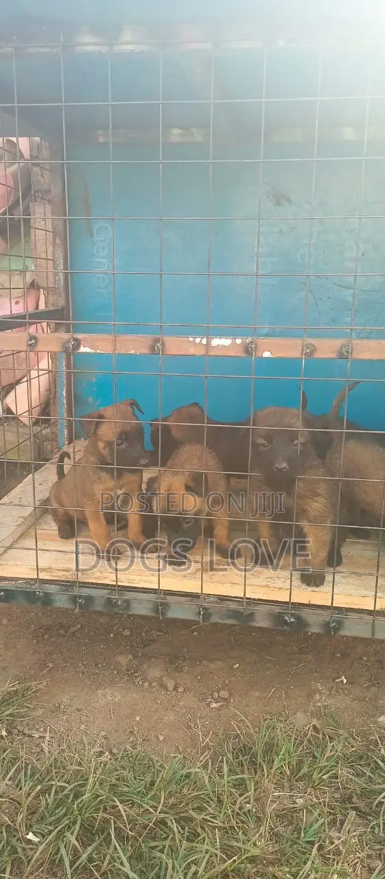 1-3 months Male Purebred Belgian Malinois