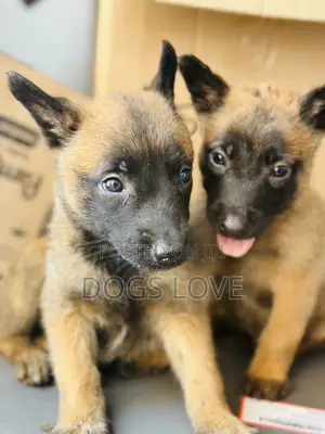 1-3 months Male Purebred Belgian Malinois