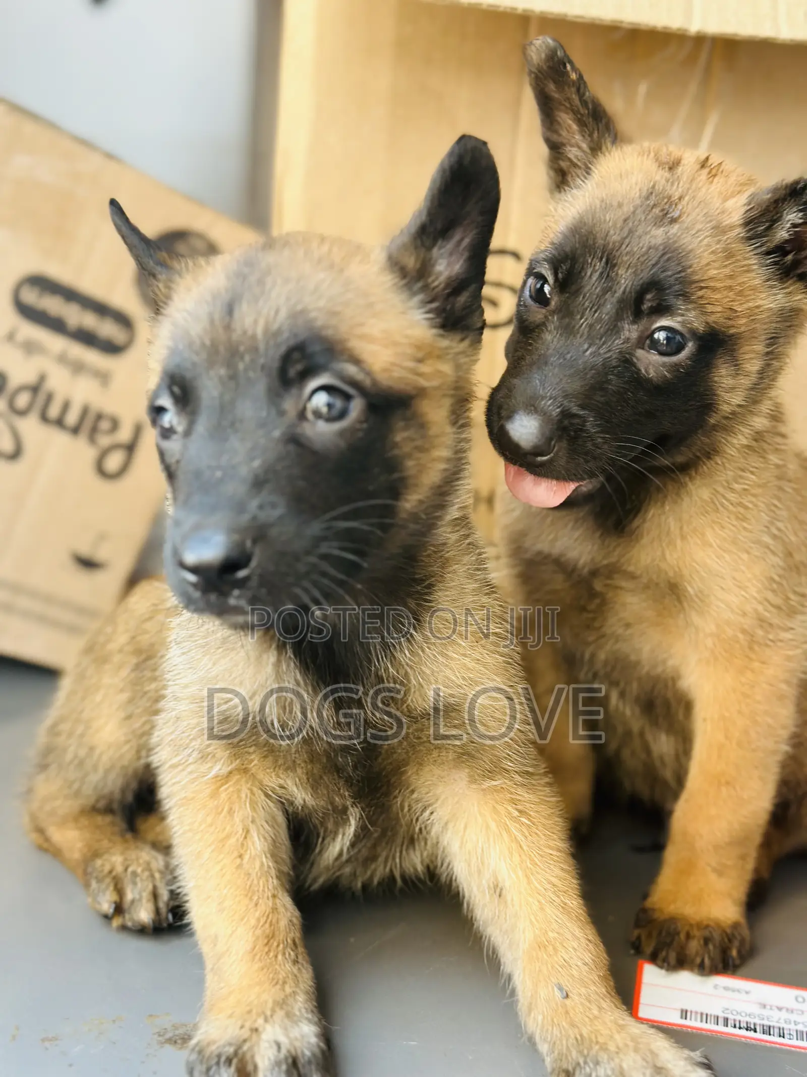 1-3 months Male Purebred Belgian Malinois
