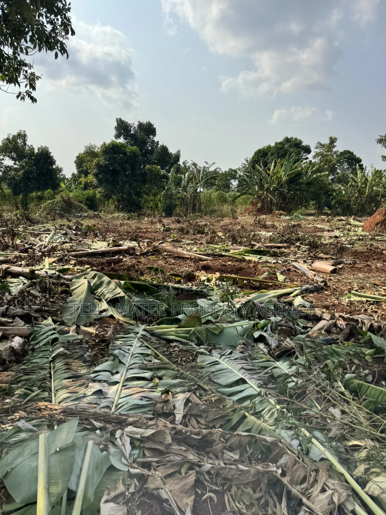 New Nakifuma-kakinzi Estate 50*50ft And 50*100 Plots Kabaka Land