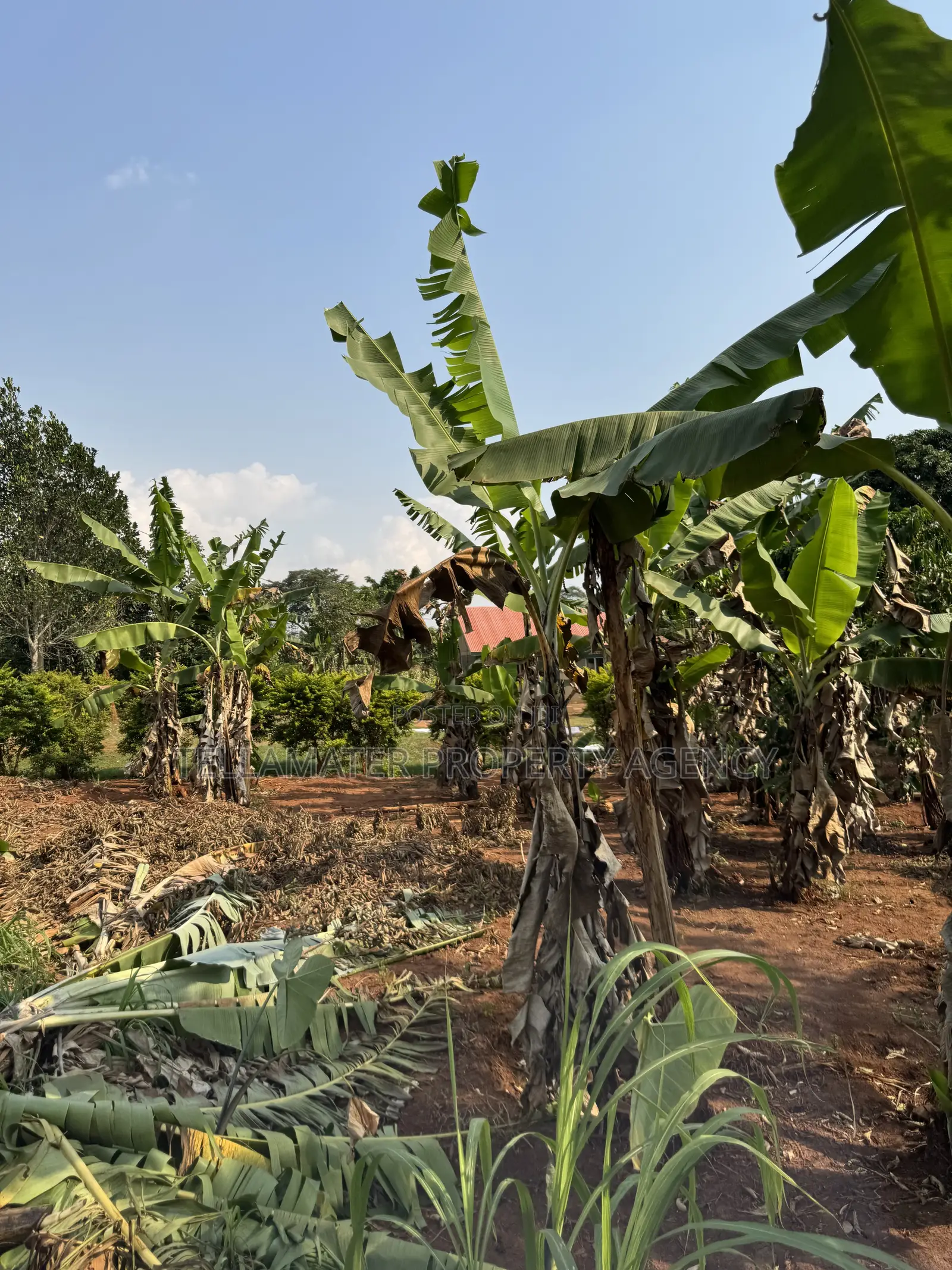 New Nakifuma-kakinzi Estate 50*50ft And 50*100 Plots Kabaka Land