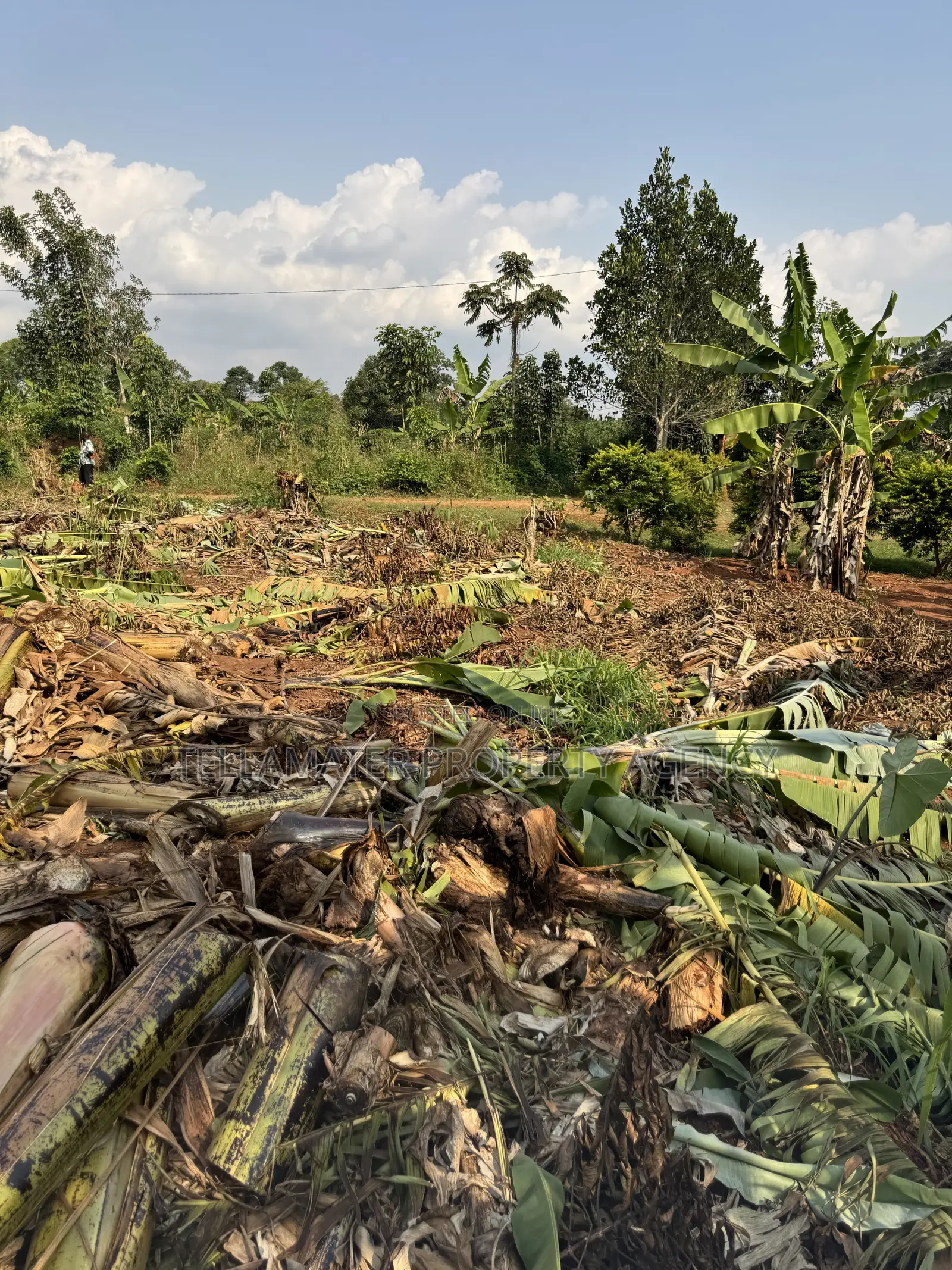 New Nakifuma-kakinzi Estate 50*50ft And 50*100 Plots Kabaka Land