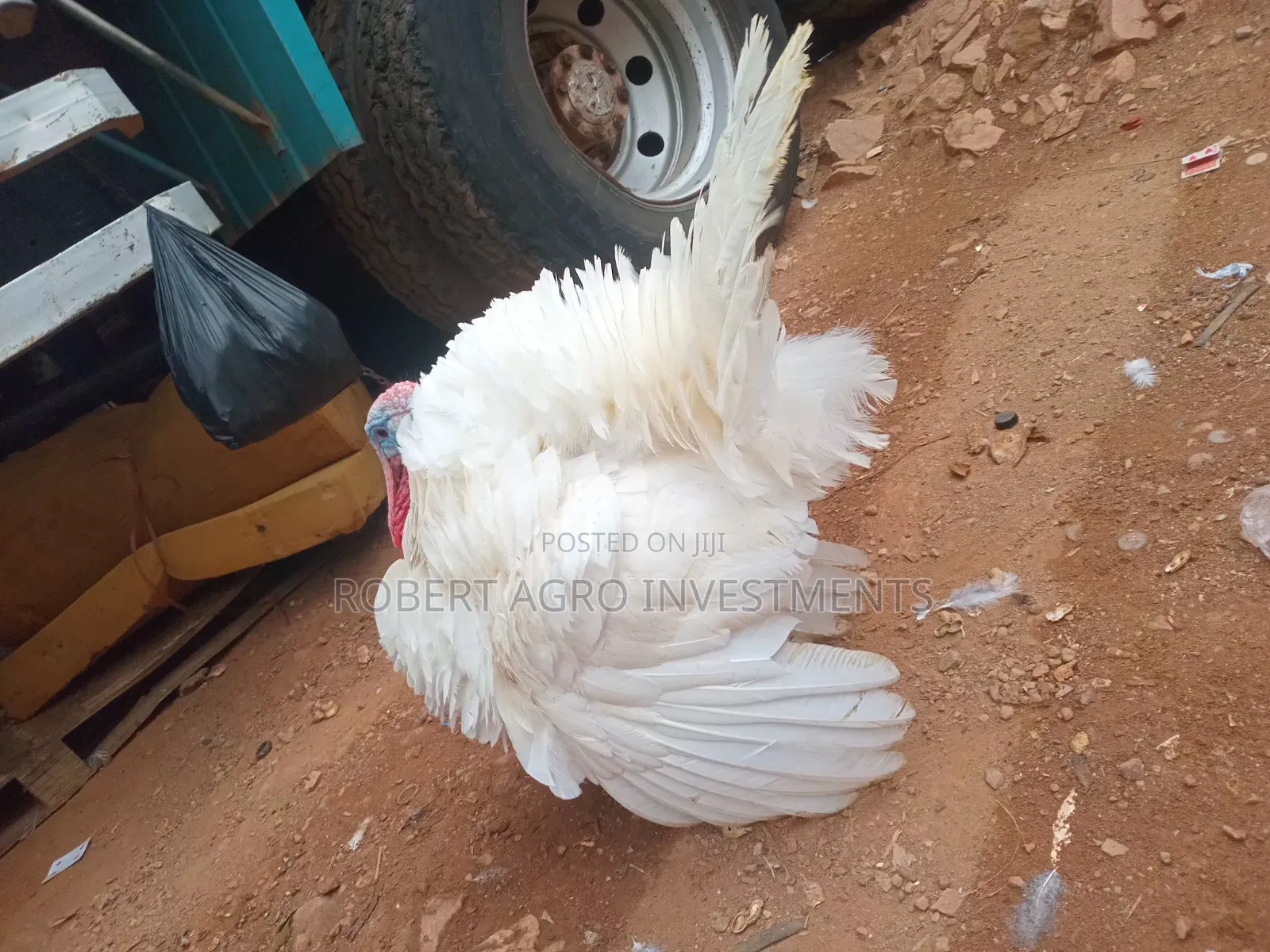 White Holland Turkey