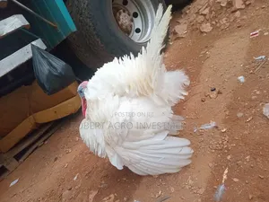 White Holland Turkey