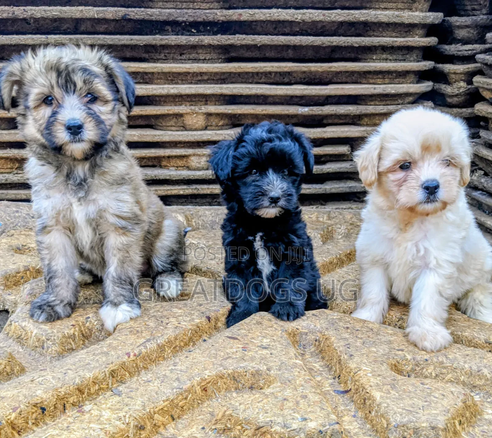 1-3 months Female Purebred Maltese Shih Tzu