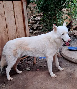 1+ year Male Purebred Siberian Husky