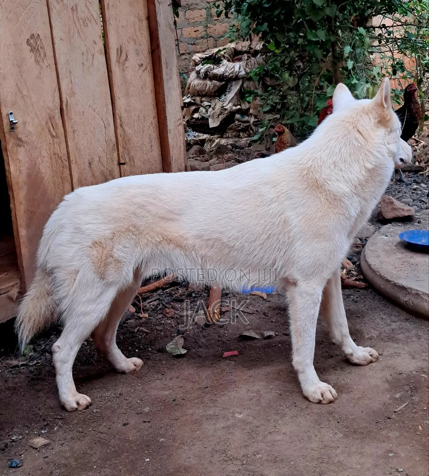 1+ year Male Purebred Siberian Husky