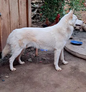 1+ year Male Purebred Siberian Husky
