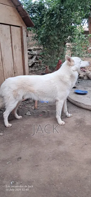 1+ year Male Purebred Siberian Husky