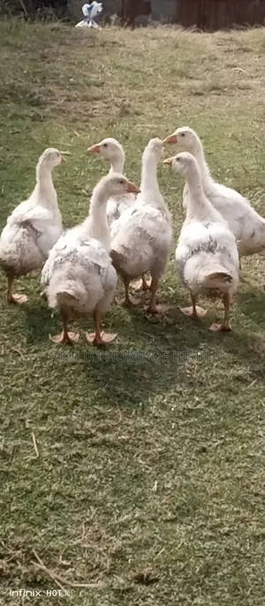 Goslings 3 Pairs for Sell