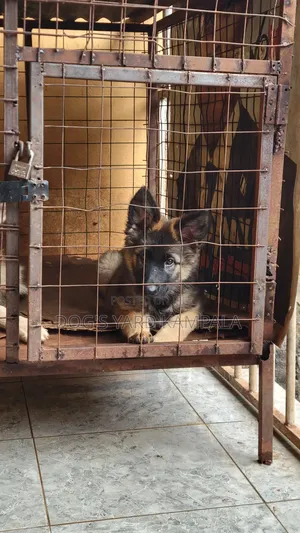 0-1 month Female Purebred German Shepherd