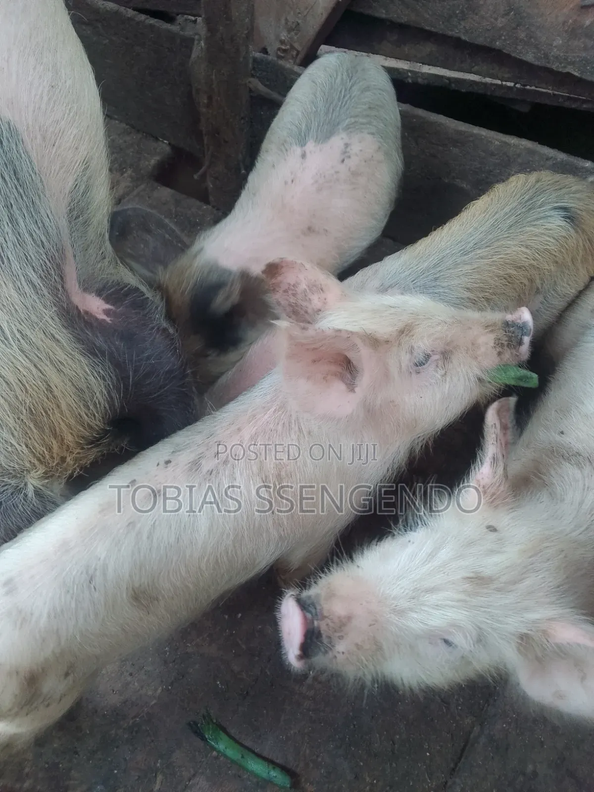 Pigs on Sale