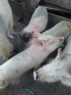 Pigs on Sale