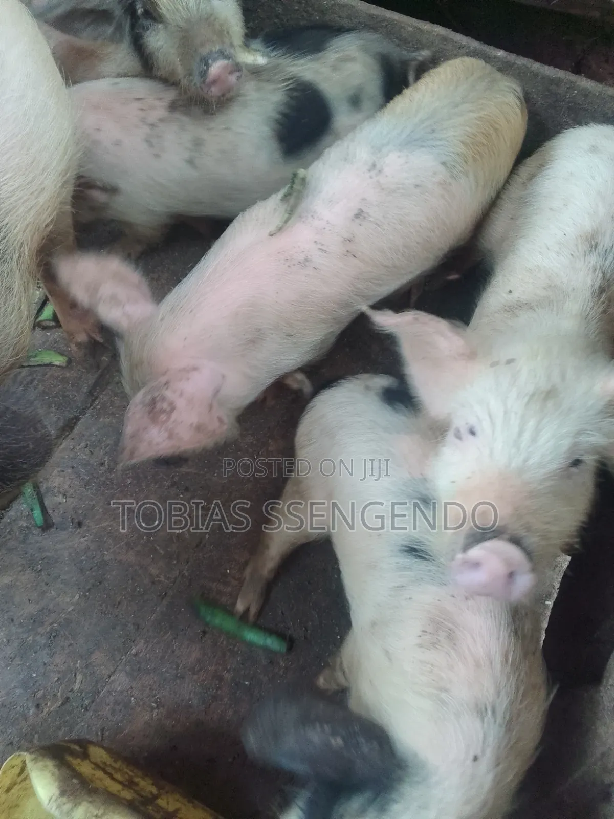 Pigs on Sale