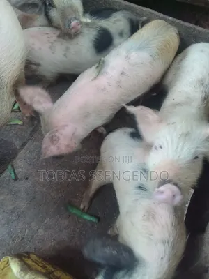 Pigs on Sale