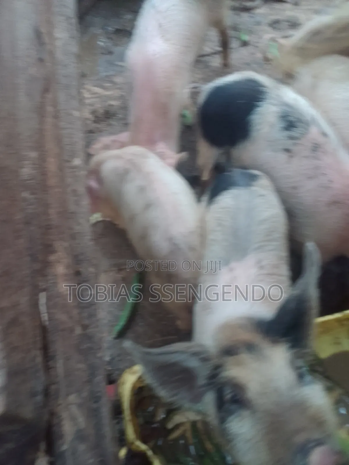 Pigs on Sale
