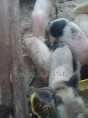Pigs on Sale