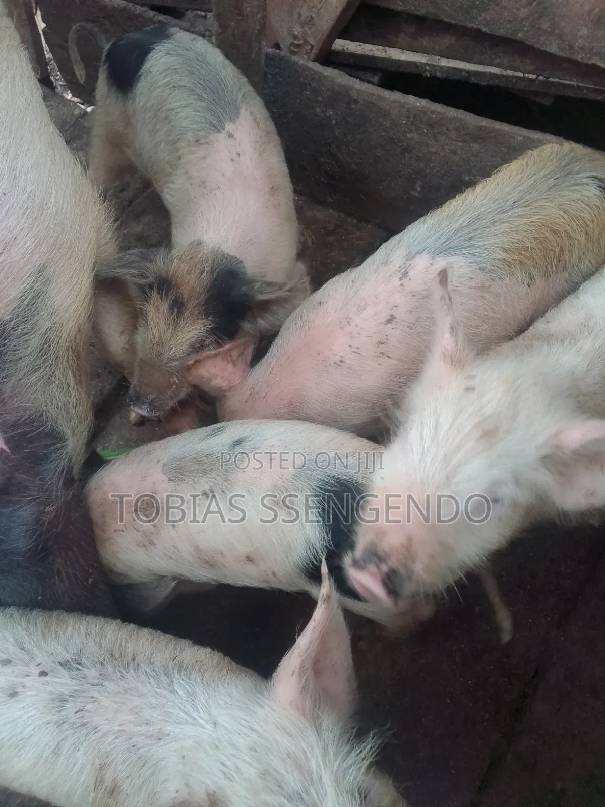 Pigs on Sale