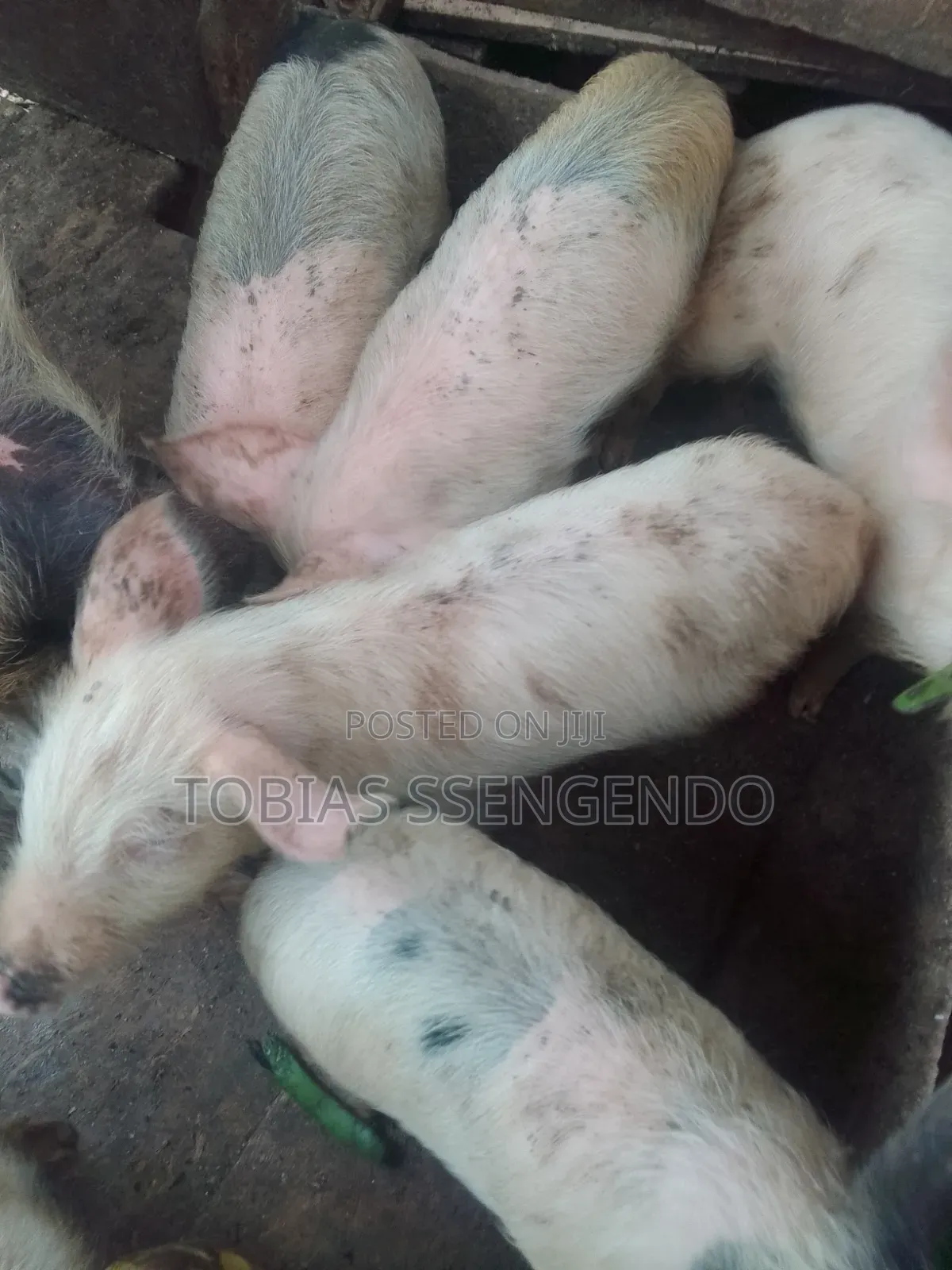 Pigs on Sale